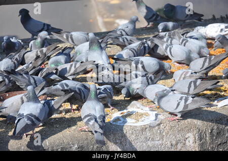 Taube in Neu Delhi, Kabootarbazi, Leidenschaft der Taubenhaltung, Taubenfliegen in einem Park, Ruhepause Taube, gehört, Tauben, gräulich, blau( © Saji Maramon) Stockfoto