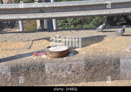 Taube in Neu Delhi, Kabootarbazi, Leidenschaft der Taubenhaltung, Taubenfliegen in einem Park, Ruhepause Taube, gehört, Tauben, gräulich, blau( © Saji Maramon) Stockfoto