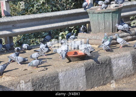 Taube in Neu Delhi, Kabootarbazi, Leidenschaft der Taubenhaltung, Taubenfliegen in einem Park, Ruhepause Taube, gehört, Tauben, gräulich, blau( © Saji Maramon) Stockfoto