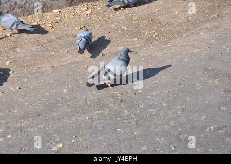 Taube in Neu Delhi, Kabootarbazi, Leidenschaft der Taubenhaltung, Taubenfliegen in einem Park, Ruhepause Taube, gehört, Tauben, gräulich, blau( © Saji Maramon) Stockfoto