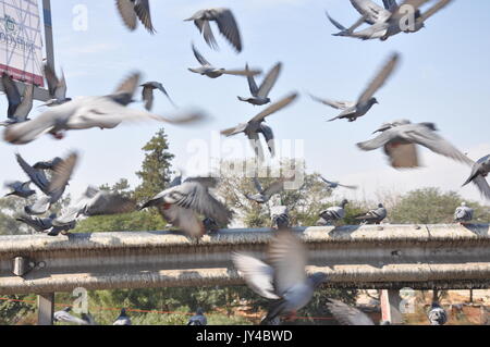 Taube in Neu Delhi, Kabootarbazi, Leidenschaft der Taubenhaltung, Taubenfliegen in einem Park, Ruhepause Taube, gehört, Tauben, gräulich, blau( © Saji Maramon) Stockfoto