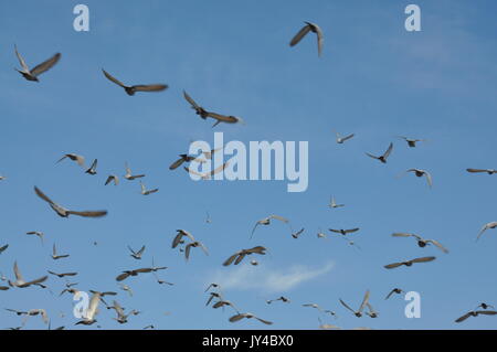 Taube in Neu Delhi, Kabootarbazi, Leidenschaft der Taubenhaltung, Taubenfliegen in einem Park, Ruhepause Taube, gehört, Tauben, gräulich, blau( © Saji Maramon) Stockfoto