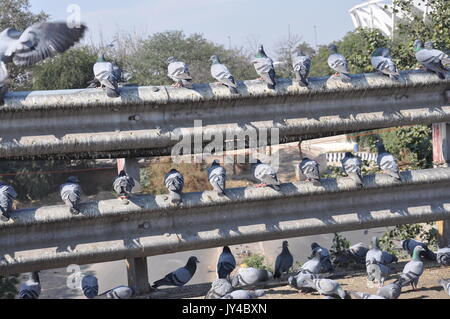 Taube in Neu Delhi, Kabootarbazi, Leidenschaft der Taubenhaltung, Taubenfliegen in einem Park, Ruhepause Taube, gehört, Tauben, gräulich, blau( © Saji Maramon) Stockfoto