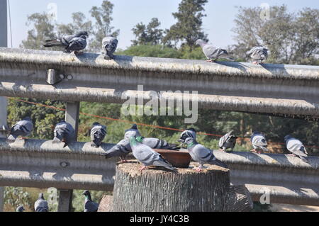 Taube in Neu Delhi, Kabootarbazi, Leidenschaft der Taubenhaltung, Taubenfliegen in einem Park, Ruhepause Taube, gehört, Tauben, gräulich, blau( © Saji Maramon) Stockfoto