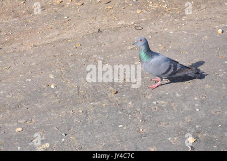 Taube in Neu Delhi, Kabootarbazi, Leidenschaft der Taubenhaltung, Taubenfliegen in einem Park, Ruhepause Taube, gehört, Tauben, gräulich, blau( © Saji Maramon) Stockfoto