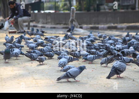 Taube in Neu Delhi, Kabootarbazi, Leidenschaft der Taubenhaltung, Taubenfliegen in einem Park, Ruhepause Taube, gehört, Tauben, gräulich, blau( © Saji Maramon) Stockfoto