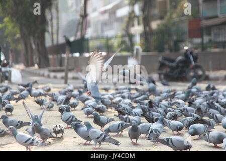 Taube in Neu Delhi, Kabootarbazi, Leidenschaft der Taubenhaltung, Taubenfliegen in einem Park, Ruhepause Taube, gehört, Tauben, gräulich, blau( © Saji Maramon) Stockfoto