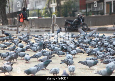 Taube in Neu Delhi, Kabootarbazi, Leidenschaft der Taubenhaltung, Taubenfliegen in einem Park, Ruhepause Taube, gehört, Tauben, gräulich, blau( © Saji Maramon) Stockfoto