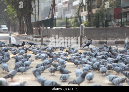 Taube in Neu Delhi, Kabootarbazi, Leidenschaft der Taubenhaltung, Taubenfliegen in einem Park, Ruhepause Taube, gehört, Tauben, gräulich, blau( © Saji Maramon) Stockfoto