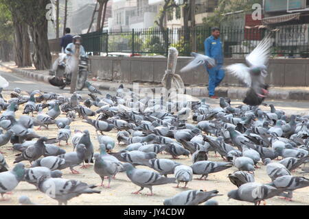 Taube in Neu Delhi, Kabootarbazi, Leidenschaft der Taubenhaltung, Taubenfliegen in einem Park, Ruhepause Taube, gehört, Tauben, gräulich, blau( © Saji Maramon) Stockfoto