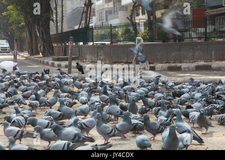 Taube in Neu Delhi, Kabootarbazi, Leidenschaft der Taubenhaltung, Taubenfliegen in einem Park, Ruhepause Taube, gehört, Tauben, gräulich, blau( © Saji Maramon) Stockfoto