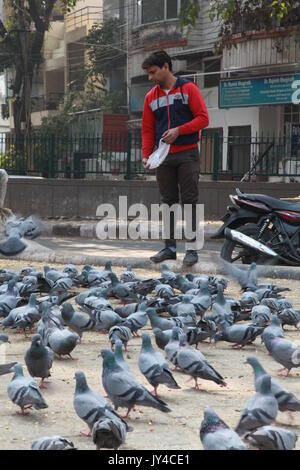 Taube in Neu Delhi, Kabootarbazi, Leidenschaft der Taubenhaltung, Taubenfliegen in einem Park, Ruhepause Taube, gehört, Tauben, gräulich, blau( © Saji Maramon) Stockfoto