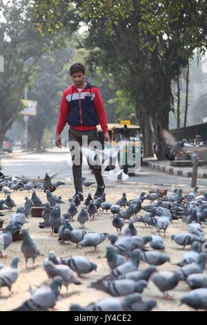 Taube in Neu Delhi, Kabootarbazi, Leidenschaft der Taubenhaltung, Taubenfliegen in einem Park, Ruhepause Taube, gehört, Tauben, gräulich, blau( © Saji Maramon) Stockfoto