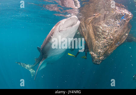Walhai versuchen auf Fisch in einem Fischernetz hängen von einer schwimmenden Fischen Plattform gefangen zu füttern, cenderawasih Bay, Indonesien. Stockfoto