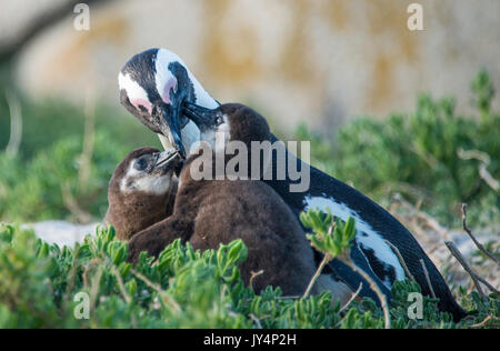 Mutter afrikanische Pinguin ihre Küken füttern, Boulders Beach, Cape Town, Südafrika. Stockfoto