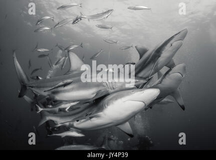 Unterwasser Blick auf eine große Anzahl von Oceanic schwarzen Spitzen Haie, Aliwal Shoal, Südafrika. Stockfoto