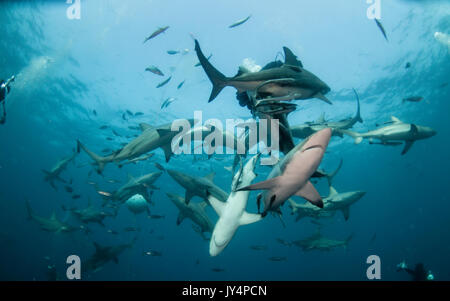 Unterwasser Blick auf eine große Anzahl von Oceanic schwarzen Spitzen Haie, Aliwal Shoal, Südafrika. Stockfoto