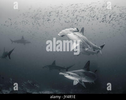 Unterwasseransicht einer Schule der bogenstirn Hammerhaie, Darwin Island, Galapagos Inseln. Stockfoto