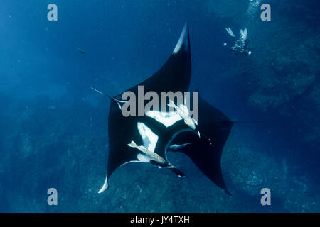 Zwei ozeanischen Mantas kreuzen, Revillagigedo Inseln, Mexiko. Stockfoto