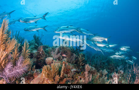 Schule der tarpon Schwimmen über die Coral Reef, Gärten der Königinnen, Kuba. Stockfoto