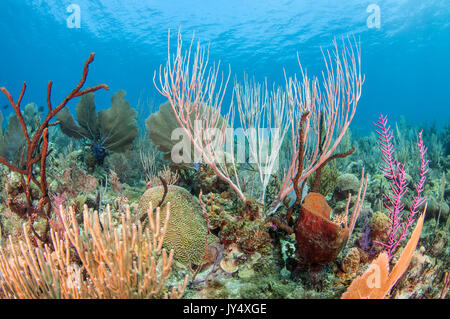 Unterwasser Blick auf ein Korallenriff Szene mit Hart- und Weichkorallen, Gärten der Königinnen, Kuba. Stockfoto