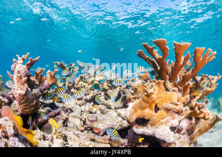 Unterwasser riff Szene mit Hartkorallen und Schulen der tropischen Fische im flachen Wasser, Gärten der Königinnen, Kuba. Stockfoto