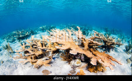 Unterwasser riff Szene mit Hartkorallen und Schulen der tropischen Fische im flachen Wasser, Gärten der Königinnen, Kuba. Stockfoto