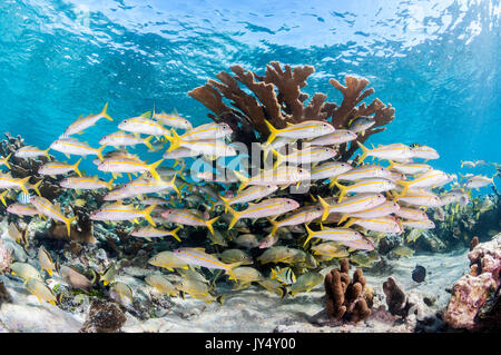 Unterwasser riff Szene mit Hartkorallen und Schulen der tropischen Fische im flachen Wasser, Gärten der Königinnen, Kuba. Stockfoto