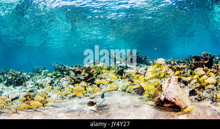 Unterwasser riff Szene mit Hartkorallen und Schulen der tropischen Fische im flachen Wasser, Gärten der Königinnen, Kuba. Stockfoto