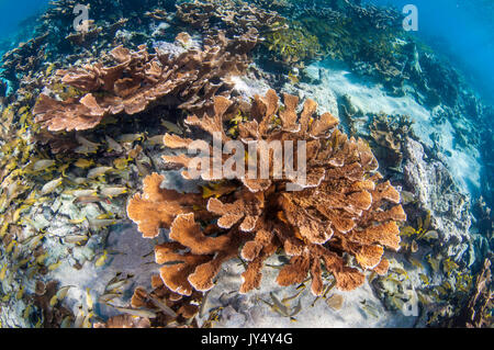 Unterwasser riff Szene mit Hartkorallen und Schulen der tropischen Fische im flachen Wasser, Gärten der Königinnen, Kuba. Stockfoto