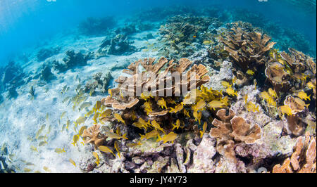 Unterwasser riff Szene mit Hartkorallen und Schulen der tropischen Fische im flachen Wasser, Gärten der Königinnen, Kuba. Stockfoto