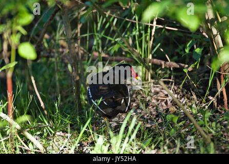 Eurasischen gemeinsame Sumpfhuhn, Köln, Deutschland Stockfoto