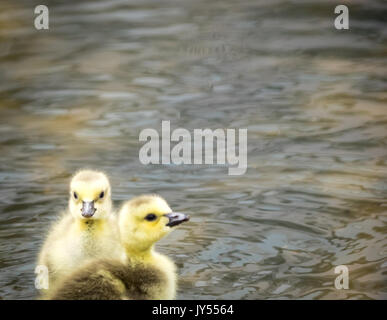 Ein Paar der netten, fuzzy-Tag-alt goslngs Kanadagänse (Branta canadensis) Waten in einem flachen Teich im Century Park in Edmonton, Alberta, Kanada. Stockfoto