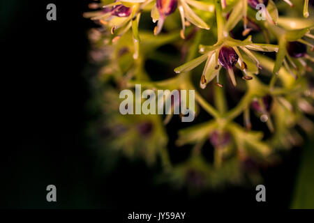 Zarte Alium Blüten Nahaufnahme flache Tiefenschärfe, Shepperton, England, Großbritannien Stockfoto