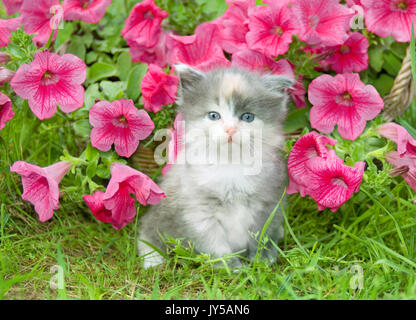 Junge kleine Katze in die Blumen im Freien Stockfoto