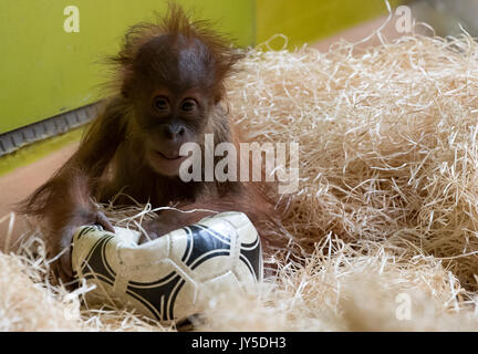 München, Deutschland. 17 Aug, 2017. Eine kleine Orang-utan spielen mit einem Fußball in seinem Gehäuse im Tierpark Hellabrunn Tierpark in München, Deutschland, 17. August 2017. Foto: Sven Hoppe/dpa/Alamy leben Nachrichten Stockfoto