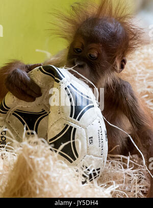 München, Deutschland. 17 Aug, 2017. Eine kleine Orang-utan spielen mit einem Fußball in seinem Gehäuse im Tierpark Hellabrunn Tierpark in München, Deutschland, 17. August 2017. Foto: Sven Hoppe/dpa/Alamy leben Nachrichten Stockfoto