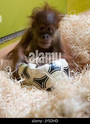 München, Deutschland. 17 Aug, 2017. Eine kleine Orang-utan spielen mit einem Fußball in seinem Gehäuse im Tierpark Hellabrunn Tierpark in München, Deutschland, 17. August 2017. Foto: Sven Hoppe/dpa/Alamy leben Nachrichten Stockfoto