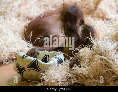 München, Deutschland. 17 Aug, 2017. Eine kleine Orang-utan spielen mit einem Fußball in seinem Gehäuse im Tierpark Hellabrunn Tierpark in München, Deutschland, 17. August 2017. Foto: Sven Hoppe/dpa/Alamy leben Nachrichten Stockfoto