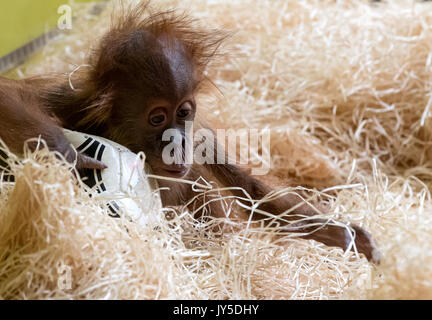 München, Deutschland. 17 Aug, 2017. Eine kleine Orang-utan spielen mit einem Fußball in seinem Gehäuse im Tierpark Hellabrunn Tierpark in München, Deutschland, 17. August 2017. Foto: Sven Hoppe/dpa/Alamy leben Nachrichten Stockfoto