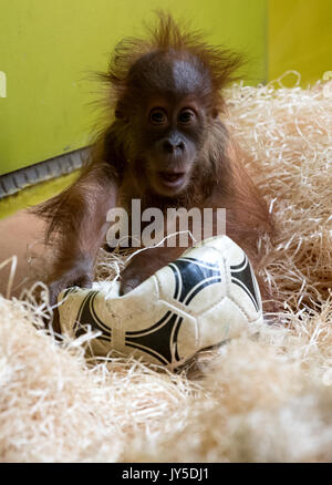 München, Deutschland. 17 Aug, 2017. Eine kleine Orang-utan spielen mit einem Fußball in seinem Gehäuse im Tierpark Hellabrunn Tierpark in München, Deutschland, 17. August 2017. Foto: Sven Hoppe/dpa/Alamy leben Nachrichten Stockfoto