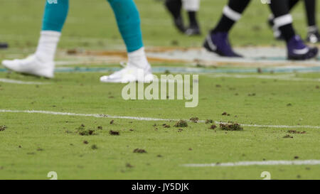 Miami Gardens, Florida, USA. 17 Aug, 2017. Der Rasen im Hard Rock Stadion in Miami Gardens, Florida am 17. August 2017. Credit: Allen Eyestone/der Palm Beach Post/ZUMA Draht/Alamy leben Nachrichten Stockfoto