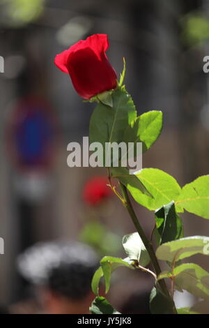 Barcelona, Spanien - 18. August 2017: Manifestation, die sich gegen den Terrorismus auf der Rambla in Barcelona Stockfoto