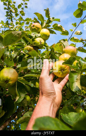 Bath, Somerset, UK Wetter. 19. August 2019. Äpfel sind reif und bereit in einem Somerset Orchard abholen. Credit: Richard Wayman/Alamy leben Nachrichten Stockfoto