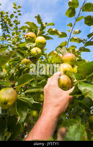 Bath, Somerset, UK Wetter. 19. August 2019. Äpfel sind reif und bereit in einem Somerset Orchard abholen. Credit: Richard Wayman/Alamy leben Nachrichten Stockfoto