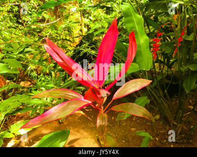 Nahaufnahme von coleus Blätter Stockfoto