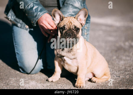 Französische Bulldogge hund welpe In Park Outdoor. Beliebte Rasse des Hundes Stockfoto