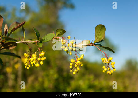 Blüten von Berberis vulgaris, auch bekannt als gewöhnliche Berberbeere, europäische Berberbeere oder einfach nur Berberbeere Stockfoto