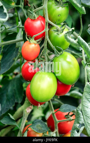 Rot und Grün wachsende Tomaten in einem Gewächshaus Stockfoto