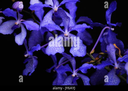 Blue Vanda Stockfoto